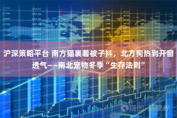 沪深策略平台 南方猫裹着被子抖，北方狗热到开窗透气——南北宠物冬季“生存法则”